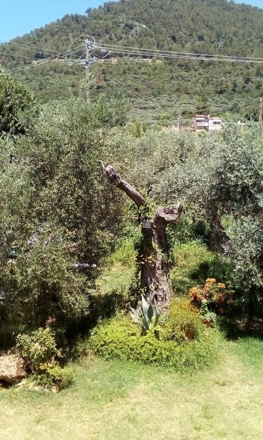 כריסי אמודיה Olive Garden Villas And Apartments מראה חיצוני תמונה