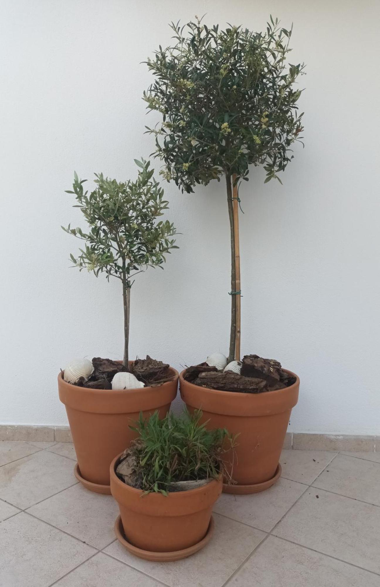 כריסי אמודיה Olive Garden Villas And Apartments חדר תמונה