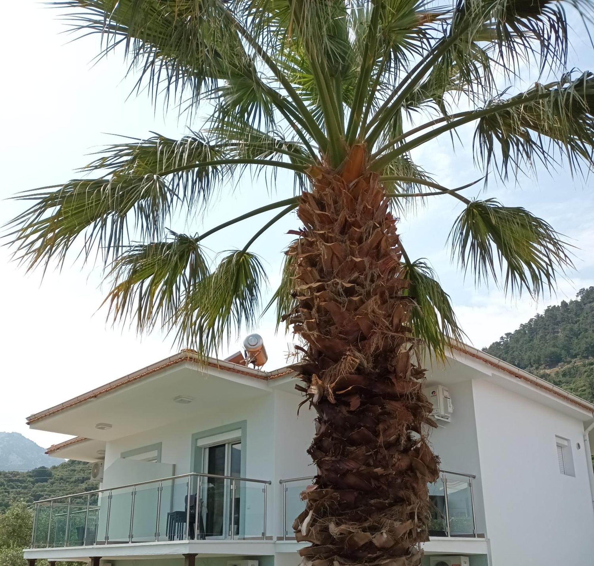 כריסי אמודיה Olive Garden Villas And Apartments חדר תמונה